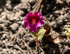 Diplacus constrictus