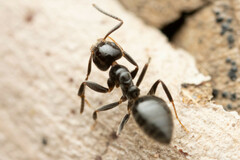 Technomyrmex sophiae