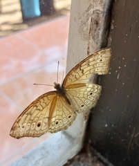 Junonia atlites