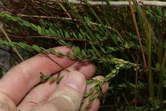 Melaleuca thymifolia