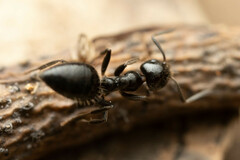 Technomyrmex sophiae