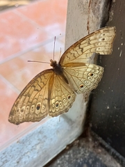 Junonia atlites