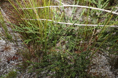 Melaleuca thymifolia