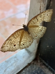 Junonia atlites