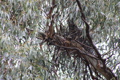 Strepera versicolor arguta