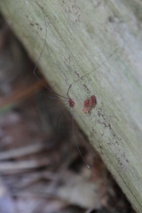 Sclerosomatidae