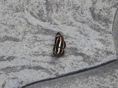Limenitidinae