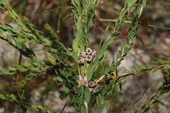 Melaleuca thymifolia