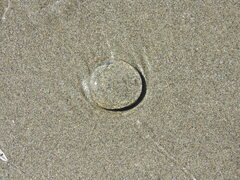 Aequorea victoria