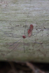 Sclerosomatidae
