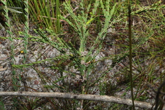 Melaleuca thymifolia