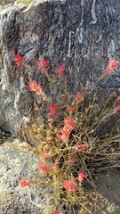 Castilleja applegatei