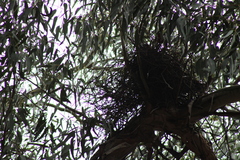 Strepera versicolor arguta