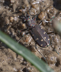 Cicindela oregona