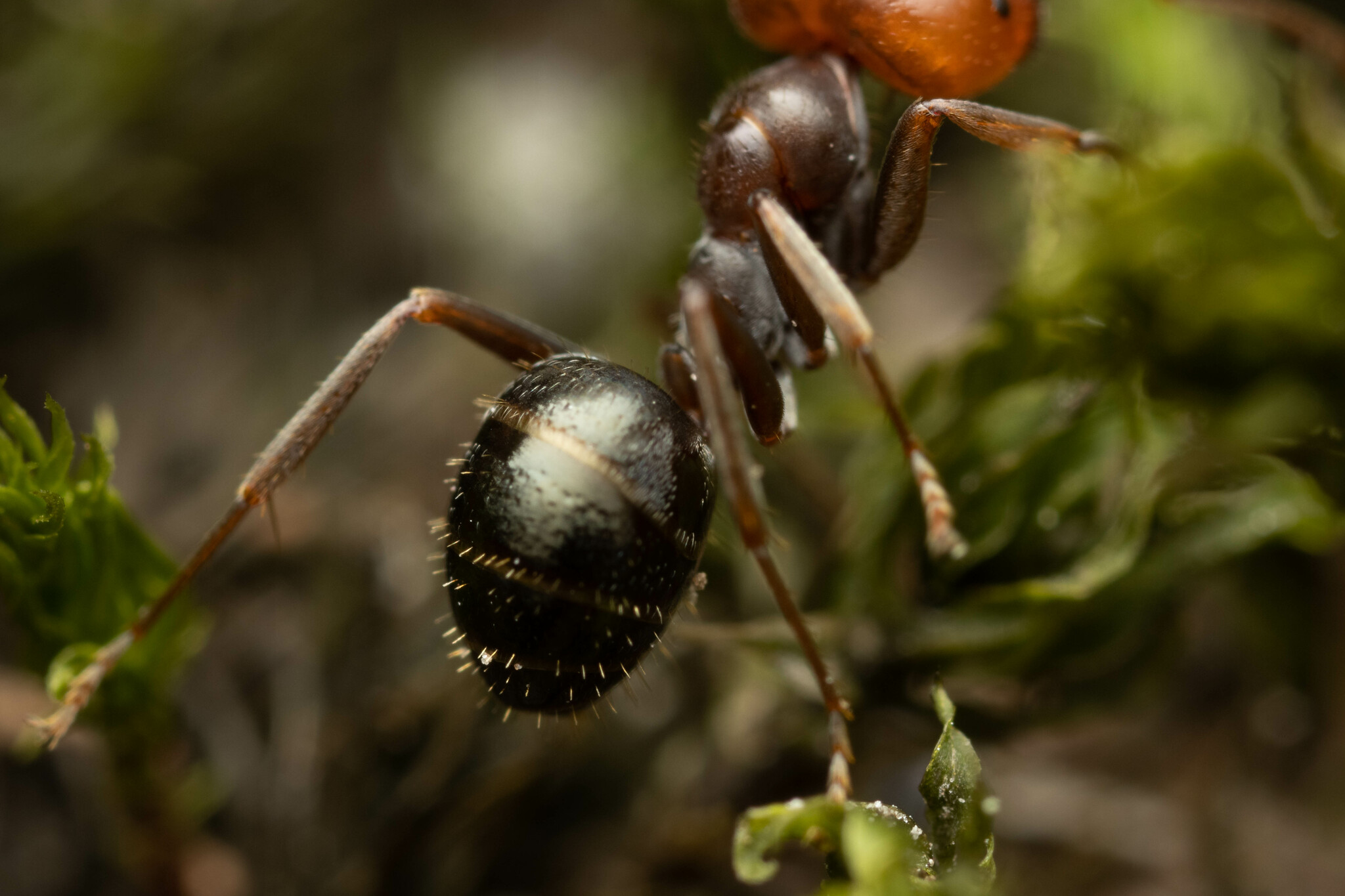 Melophorus curtus