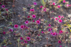 Diplacus constrictus