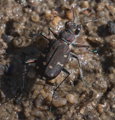 Cicindela oregona