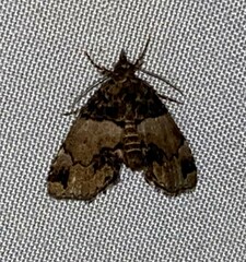 Cutina distincta