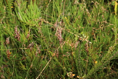 Leptocarpus tenax