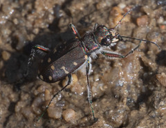 Cicindela oregona