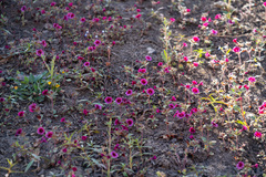 Diplacus constrictus