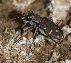 Cicindela oregona