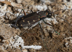 Cicindela oregona