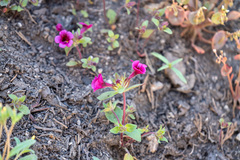 Diplacus constrictus