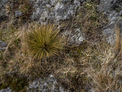 Aciphylla subflabellata
