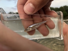 Notropis blennius
