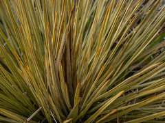 Aciphylla subflabellata