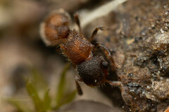Meranoplus