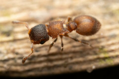 Meranoplus