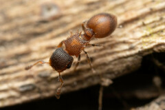 Meranoplus