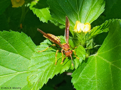 Polistes versicolor
