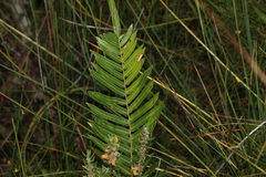 Telmatoblechnum indicum