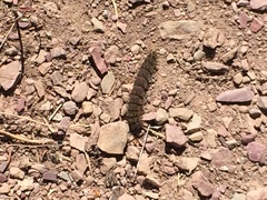 Hemileuca eglanterina