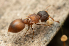 Meranoplus