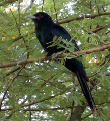 Eudynamys scolopaceus