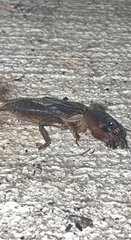 Neocurtilla hexadactyla