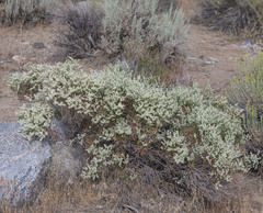 Eriogonum heermannii