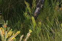 Telmatoblechnum indicum