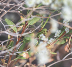 Eriogonum heermannii