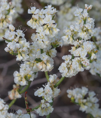 Eriogonum heermannii