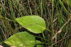 Liparophyllum exaltatum