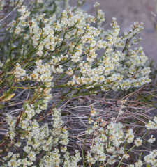 Eriogonum heermannii