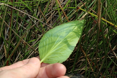 Liparophyllum exaltatum