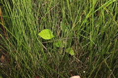 Liparophyllum exaltatum