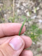 Euthamia gymnospermoides