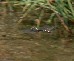 Cordulegaster dorsalis